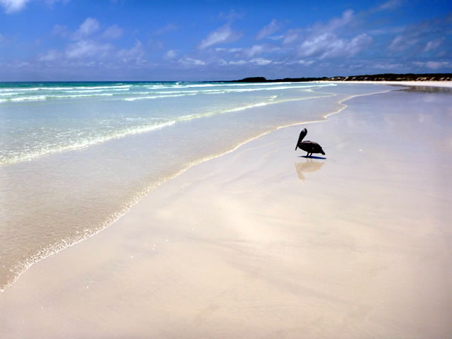 Playa El Garrapatero